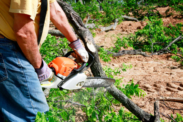 Best Stump Grinding Near Me  in South Gate Ridge, FL